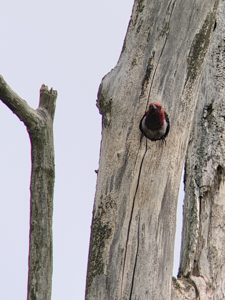 Red-headed Woodpecker - ML585048081