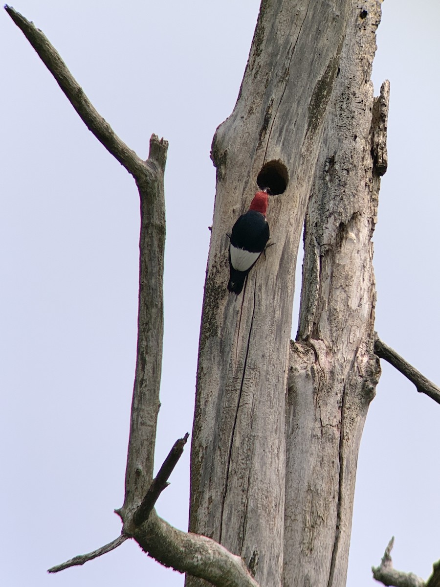 Red-headed Woodpecker - Raymond Rosselot