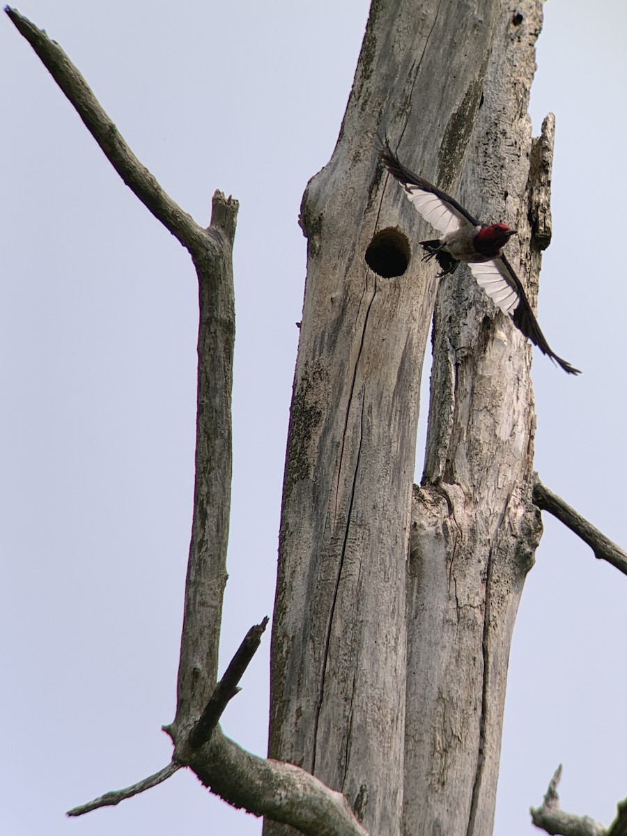 Red-headed Woodpecker - ML585048101
