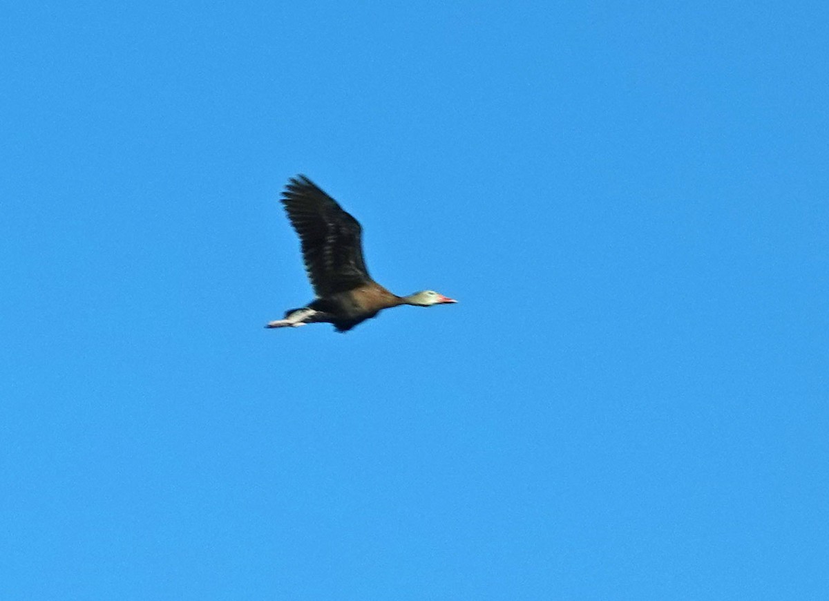 Black-bellied Whistling-Duck - ML585048671