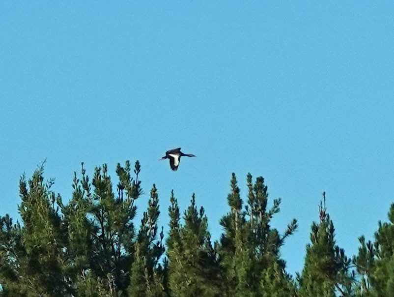 Black-bellied Whistling-Duck - ML585048731