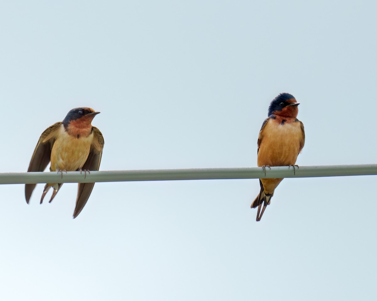 Barn Swallow - ML585050651