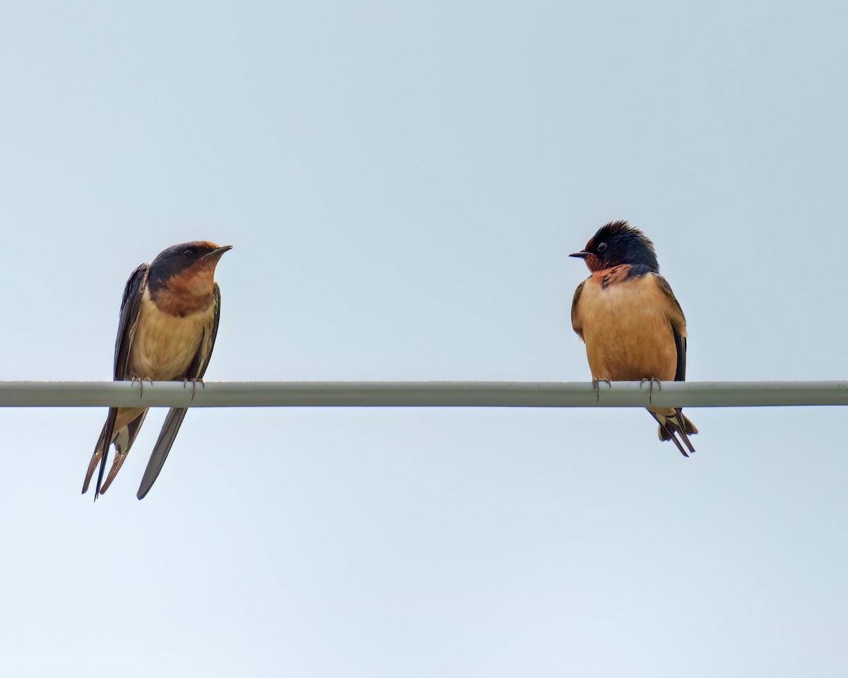 Barn Swallow - ML585050721