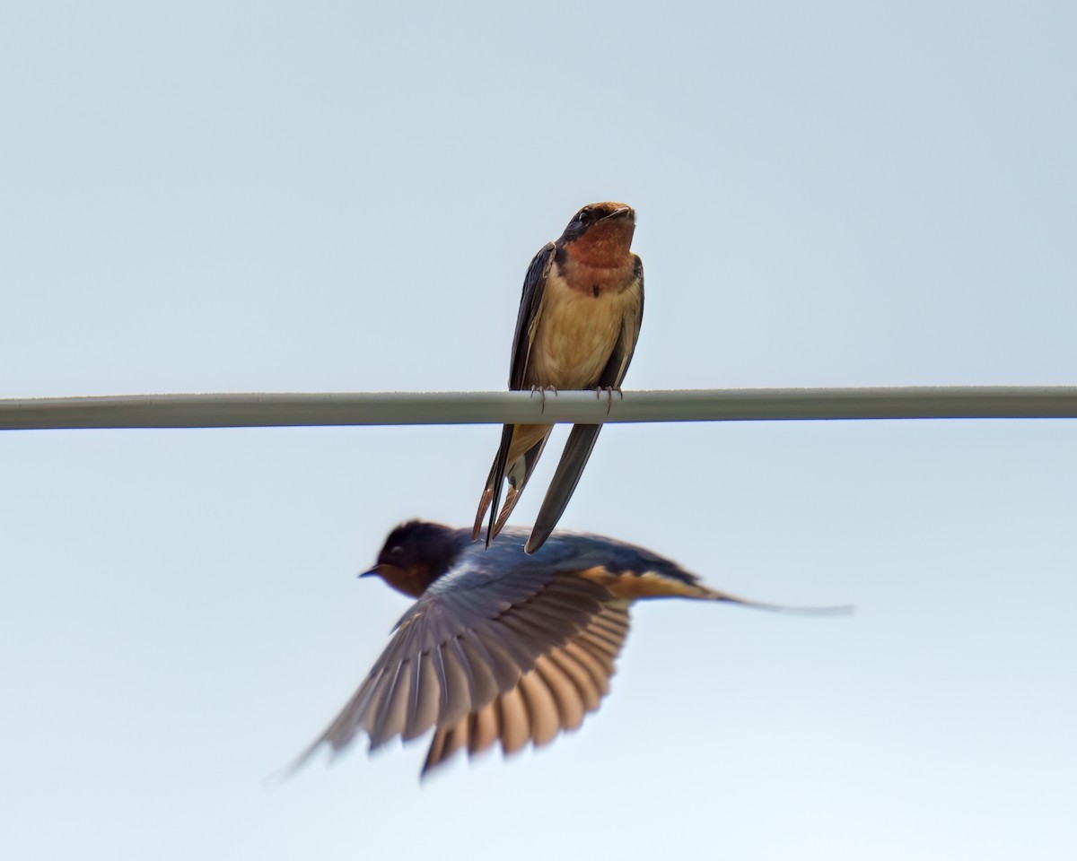 Barn Swallow - ML585050841