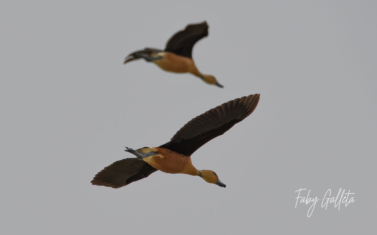 Fulvous Whistling-Duck - ML585051591