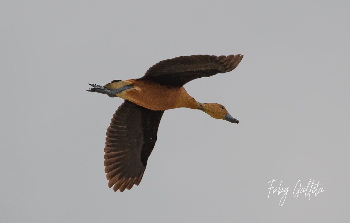 Fulvous Whistling-Duck - ML585054021