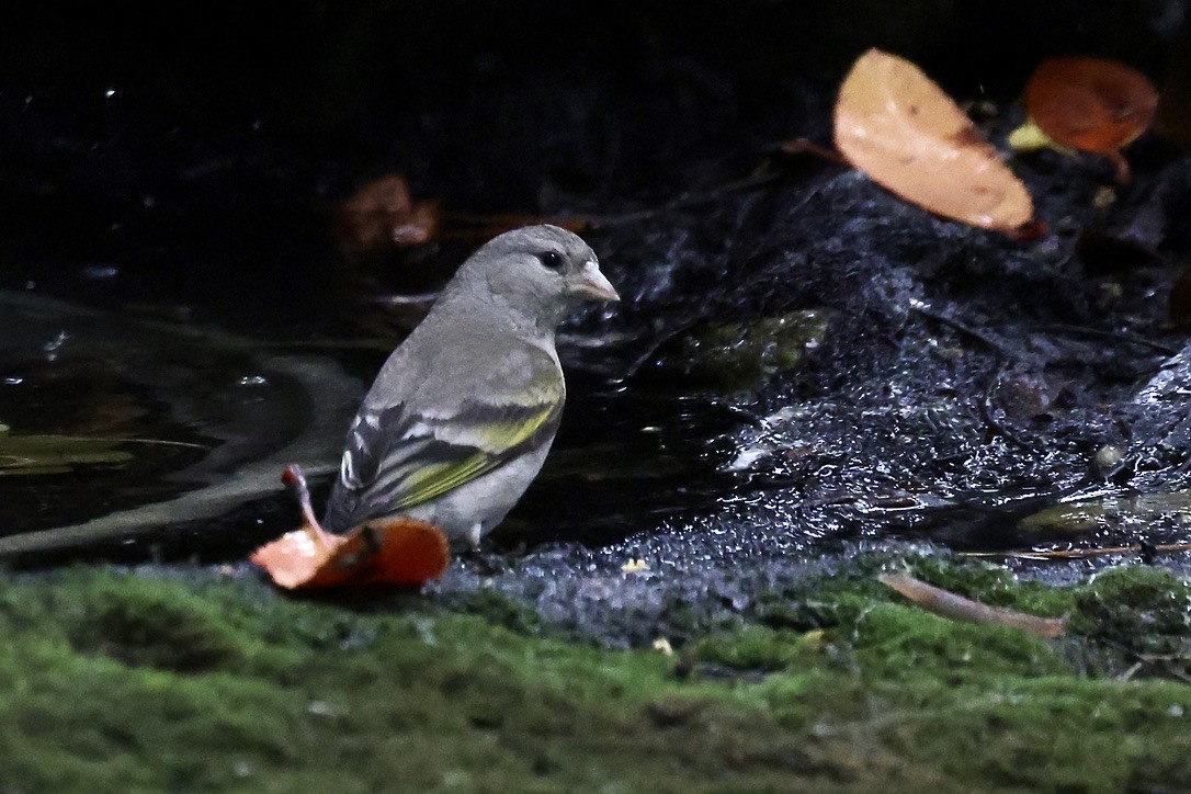 Lawrence's Goldfinch - Kris McMillan