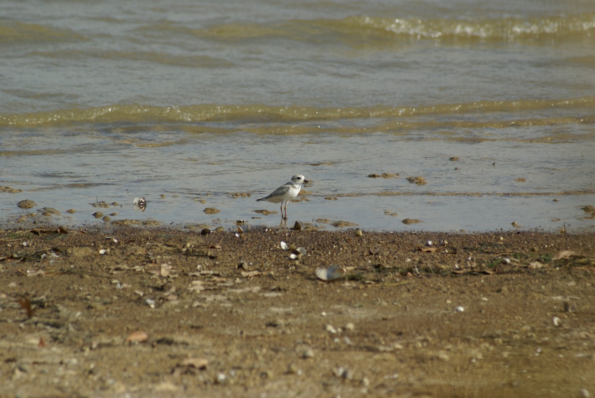 Piping Plover - ML585056101