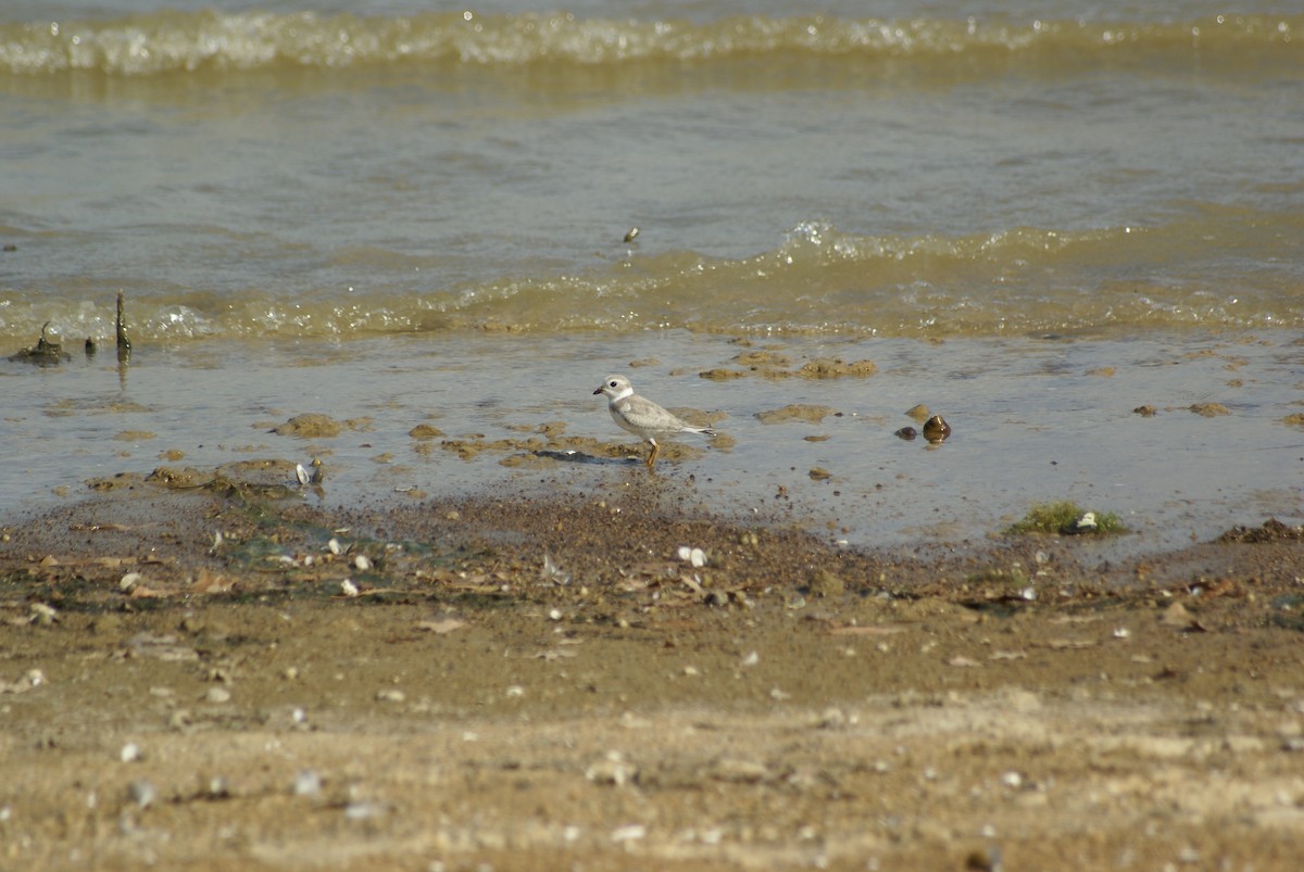 Piping Plover - ML585056221