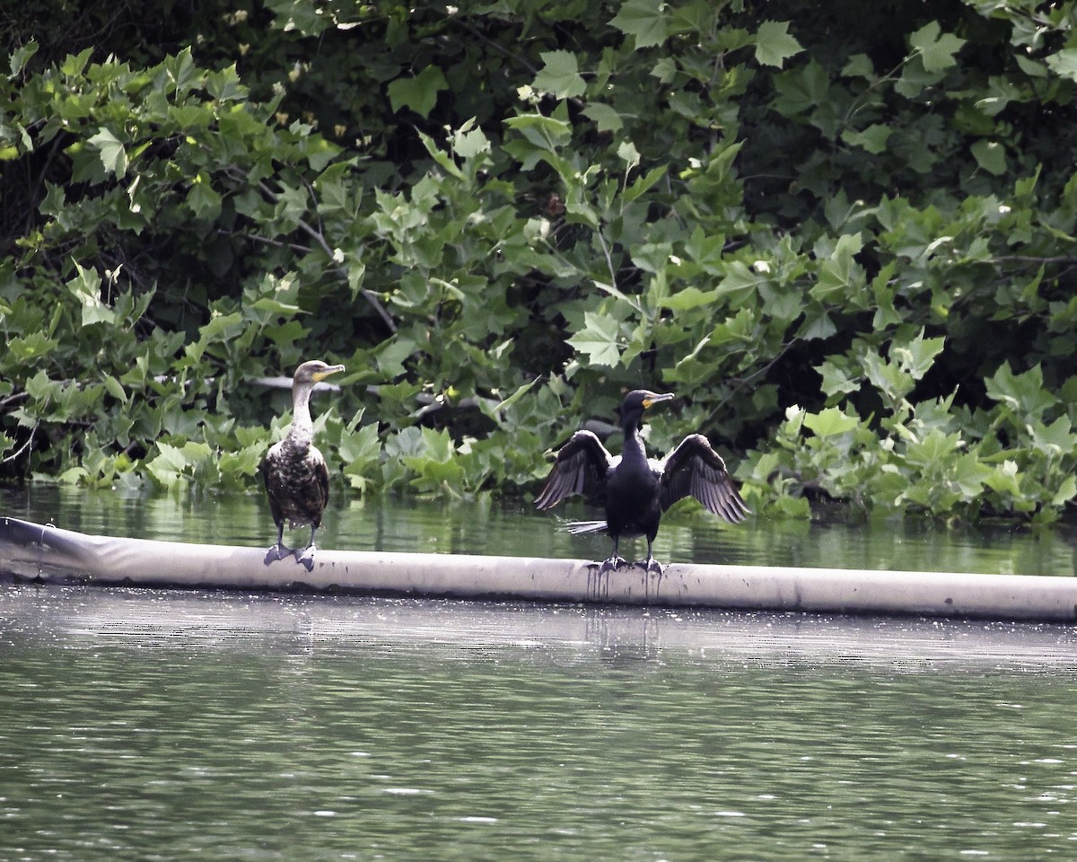 Double-crested Cormorant - ML585056741