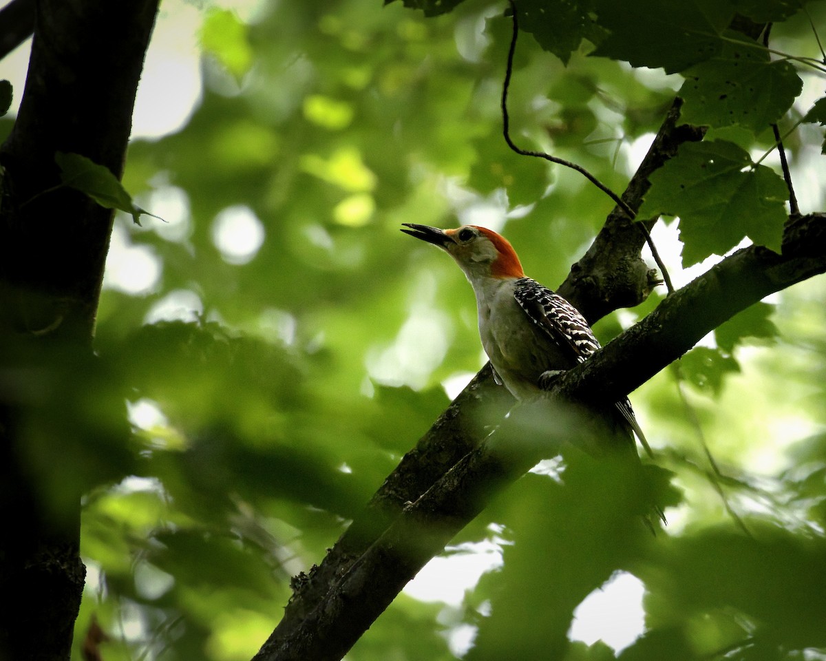 Red-bellied Woodpecker - ML585056831