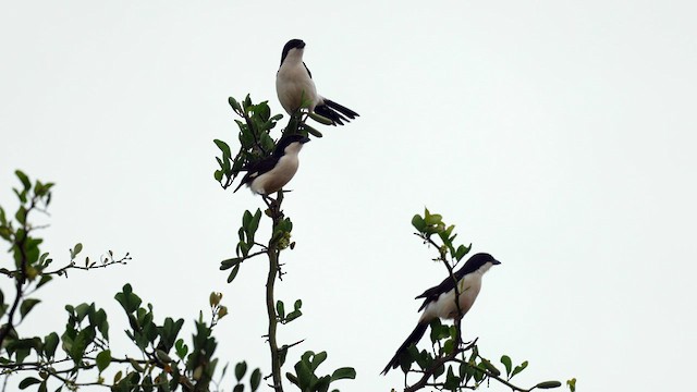 Long-tailed Fiscal - ML585057491