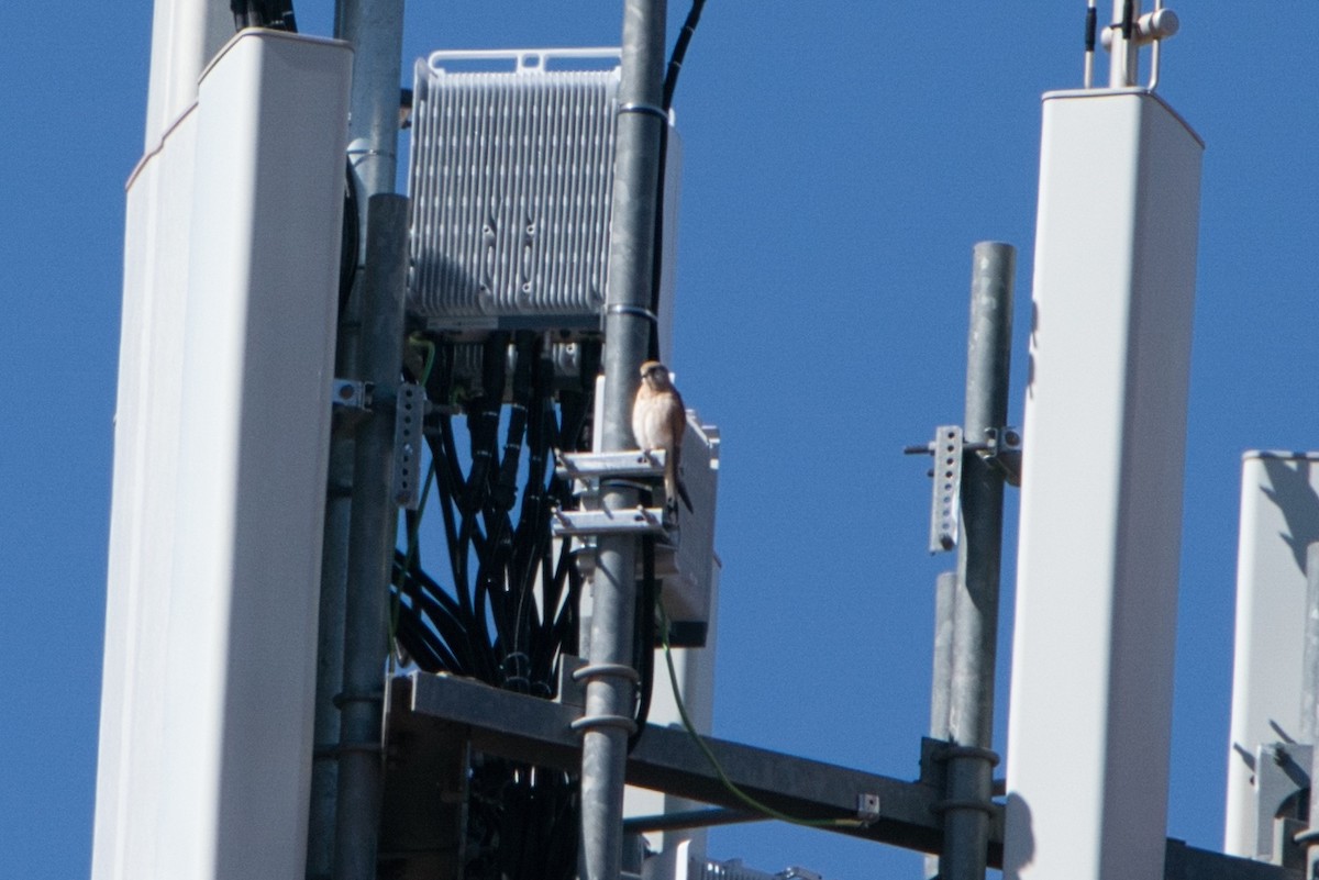 Nankeen Kestrel - Todd A. Watkins