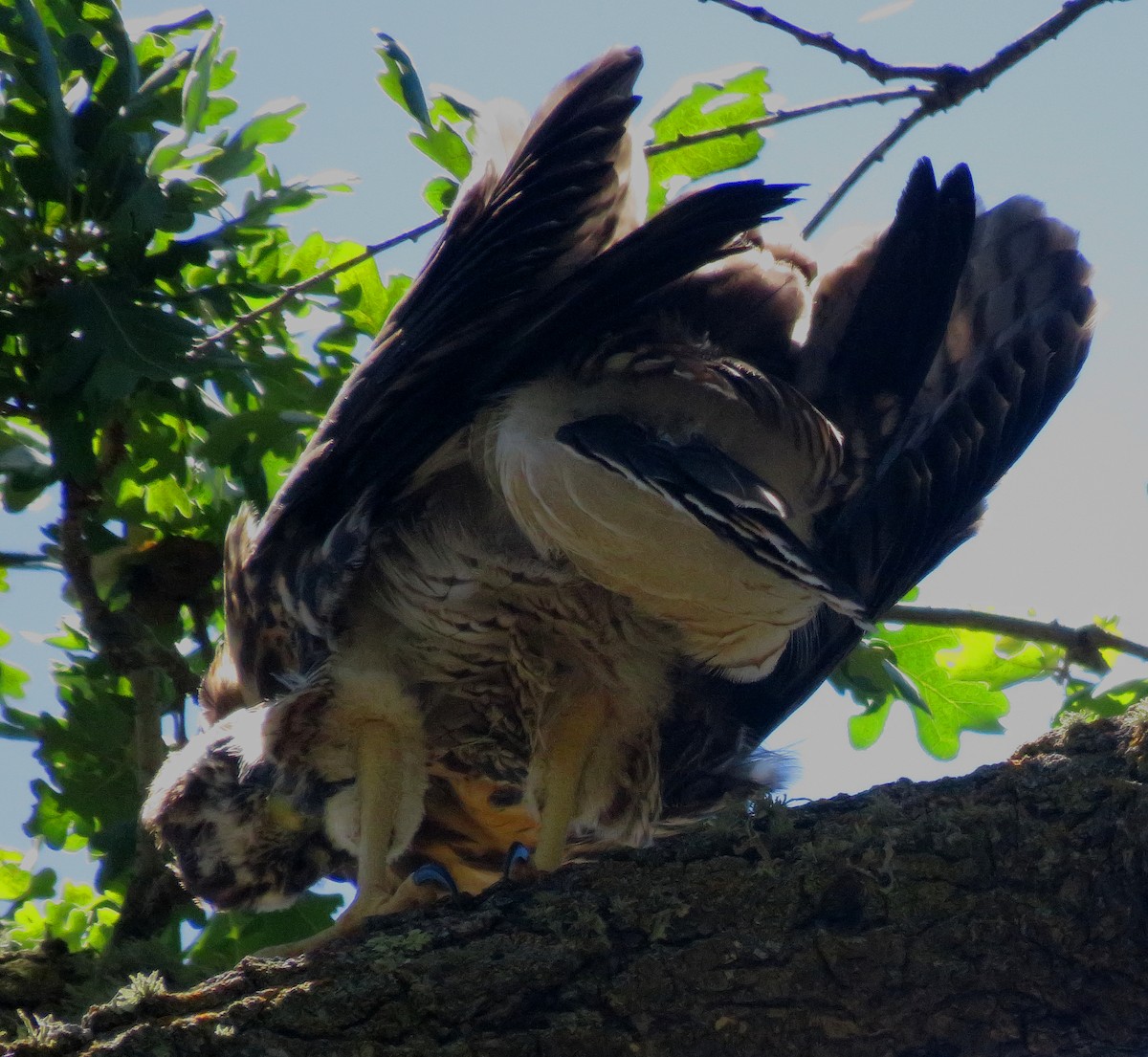 Red-tailed Hawk - ML58505921