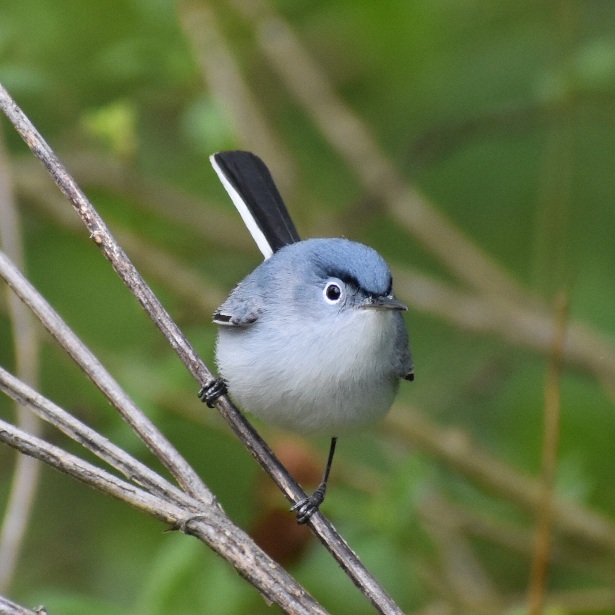 Blue-gray Gnatcatcher - ML585059451