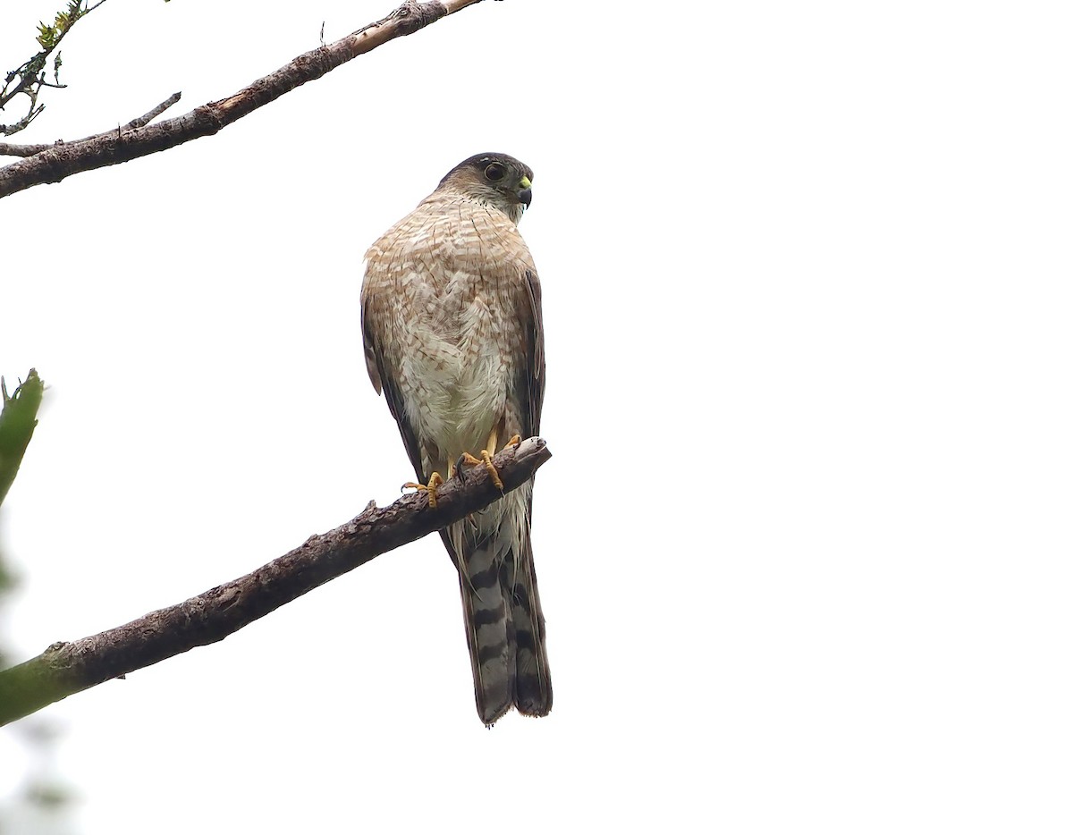 Sharp-shinned Hawk - ML585059891