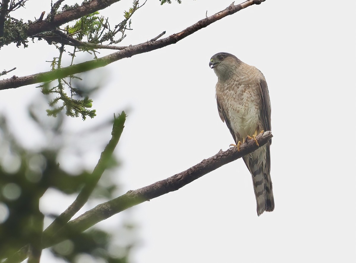 Sharp-shinned Hawk - ML585059901