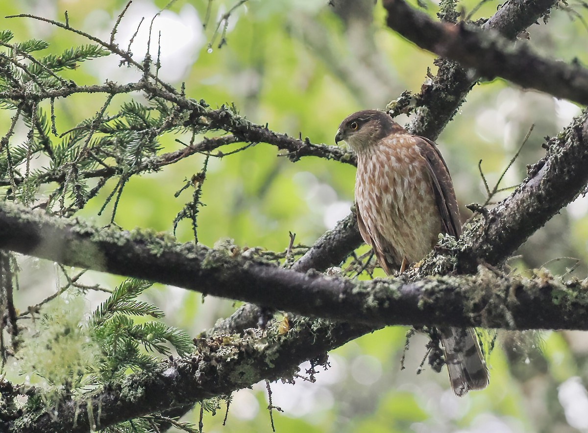 Sharp-shinned Hawk - ML585059911