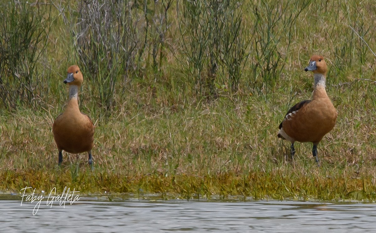Fulvous Whistling-Duck - ML585060251