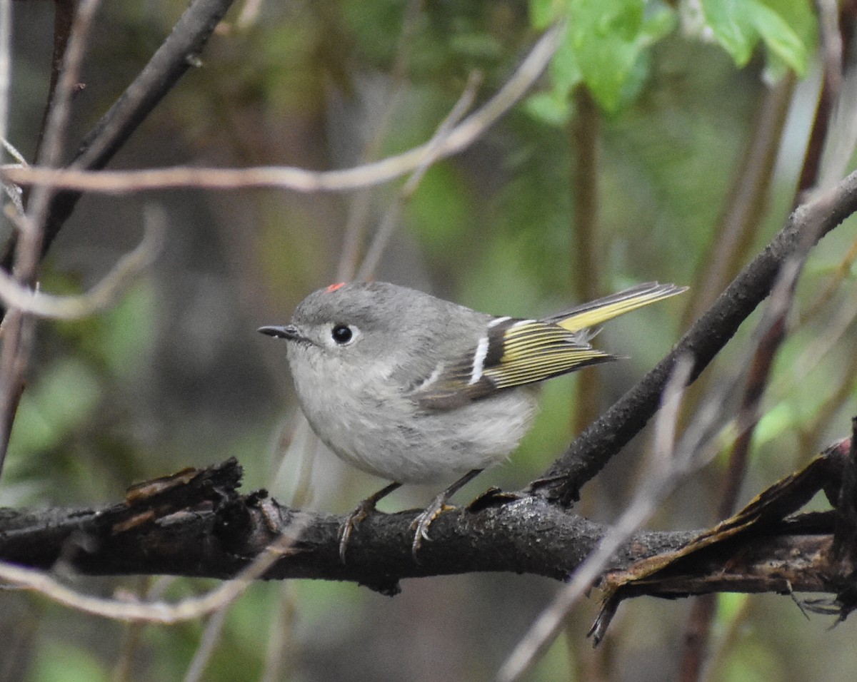 Ruby-crowned Kinglet - ML585060291