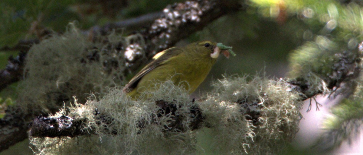 Orange-crowned Warbler - ML585060691