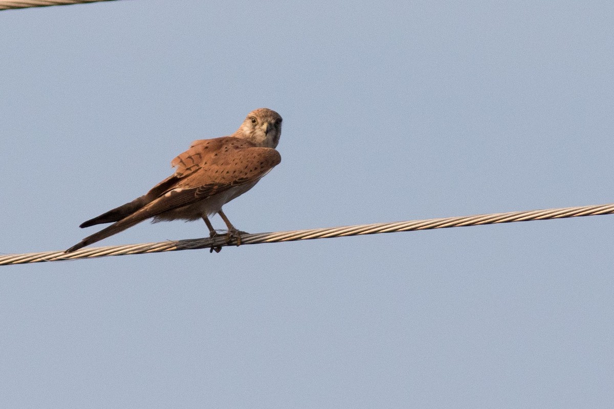 Nankeen Kestrel - ML585061521