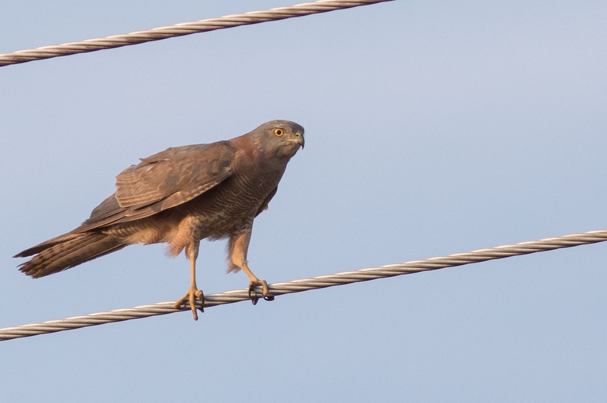 Brown Goshawk - ML585061641