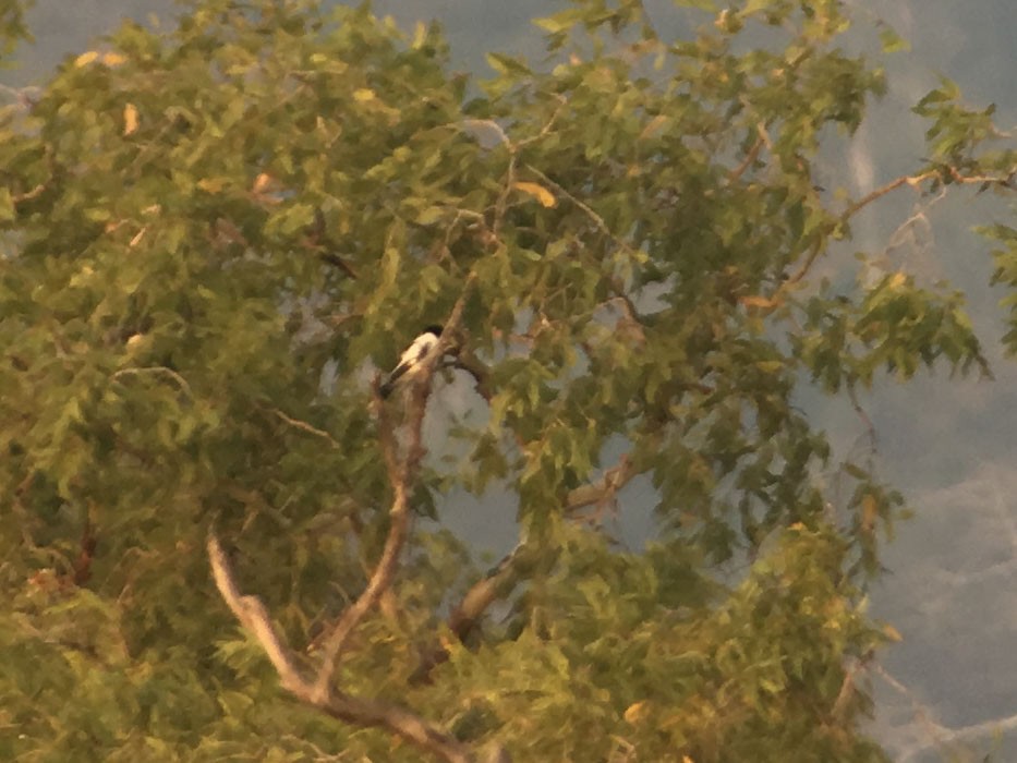 Black-backed Butcherbird - ML585062121