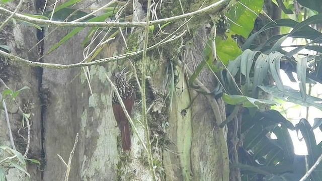 Black-striped Woodcreeper - ML585063071
