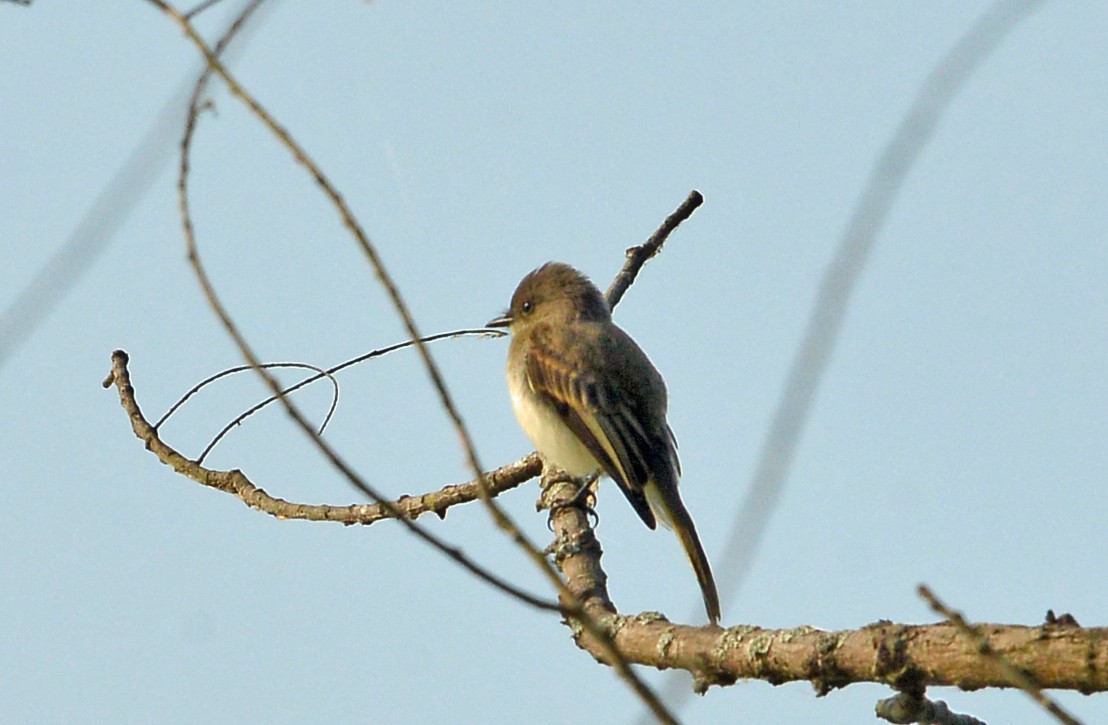 Eastern Phoebe - ML585065001