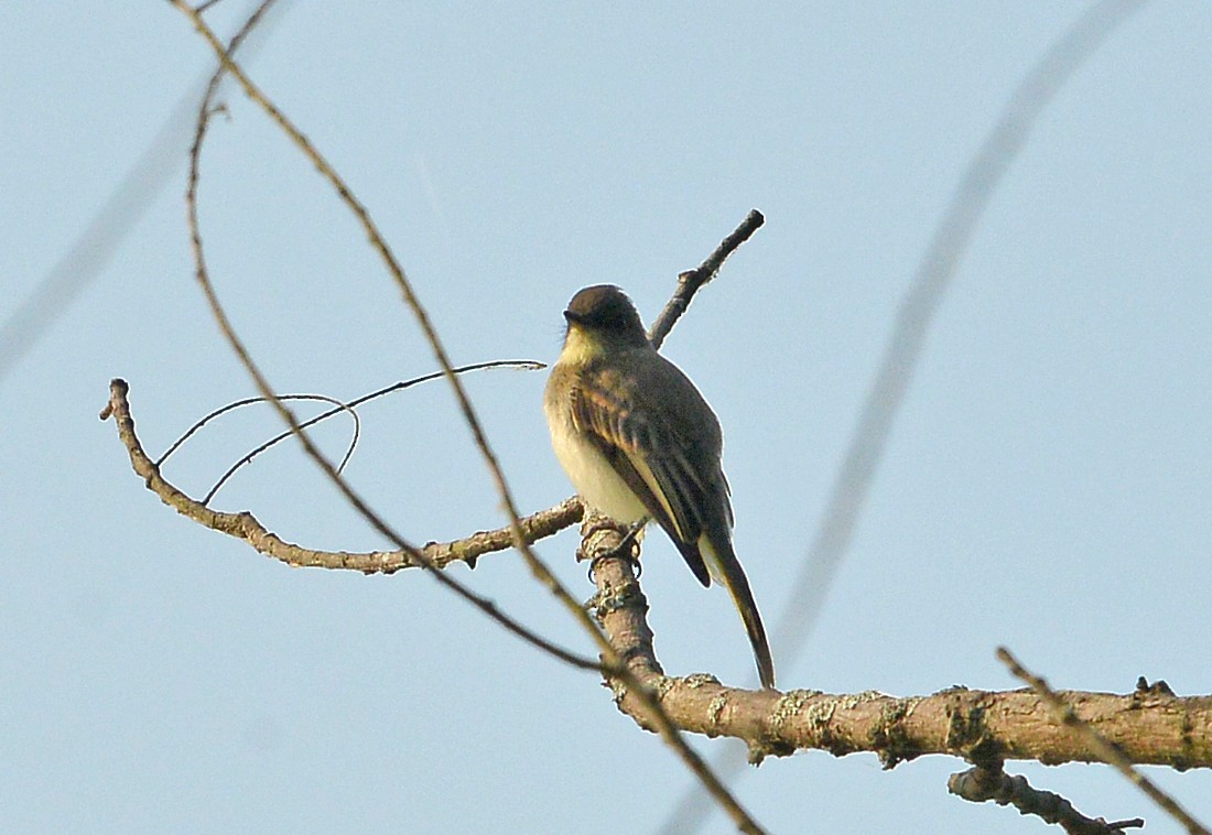 Eastern Phoebe - Bill Telfair