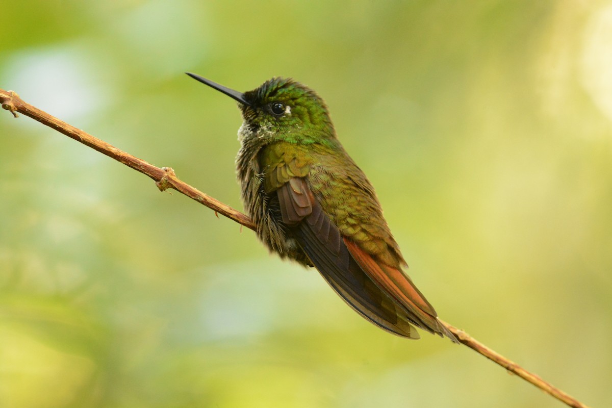 kolibřík brazilský - ML585065701