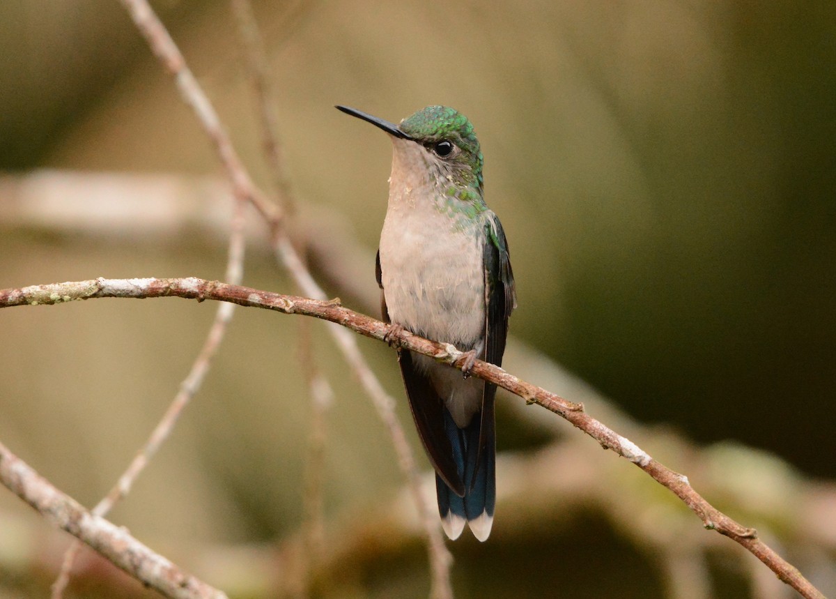 Violet-capped Woodnymph - Anderson Warkentin