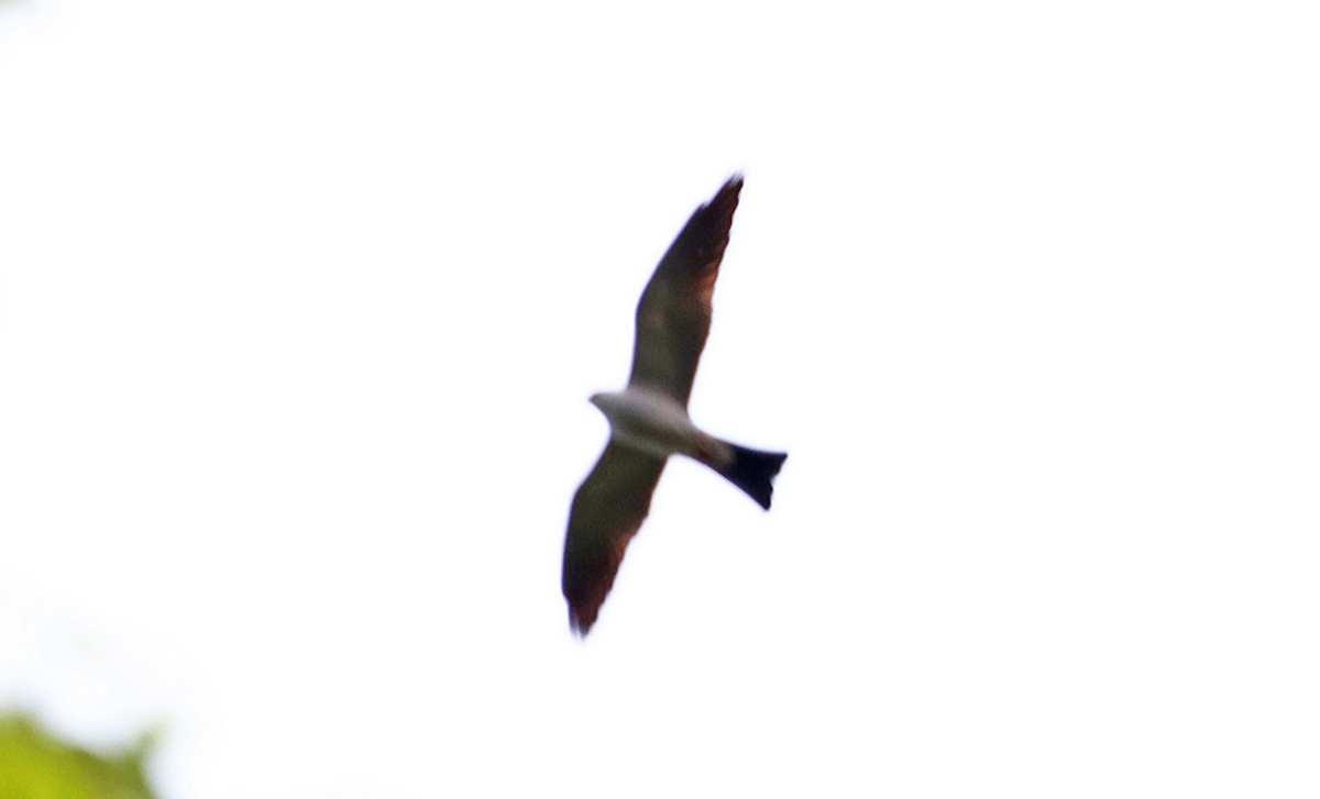 Mississippi Kite - ML585067361