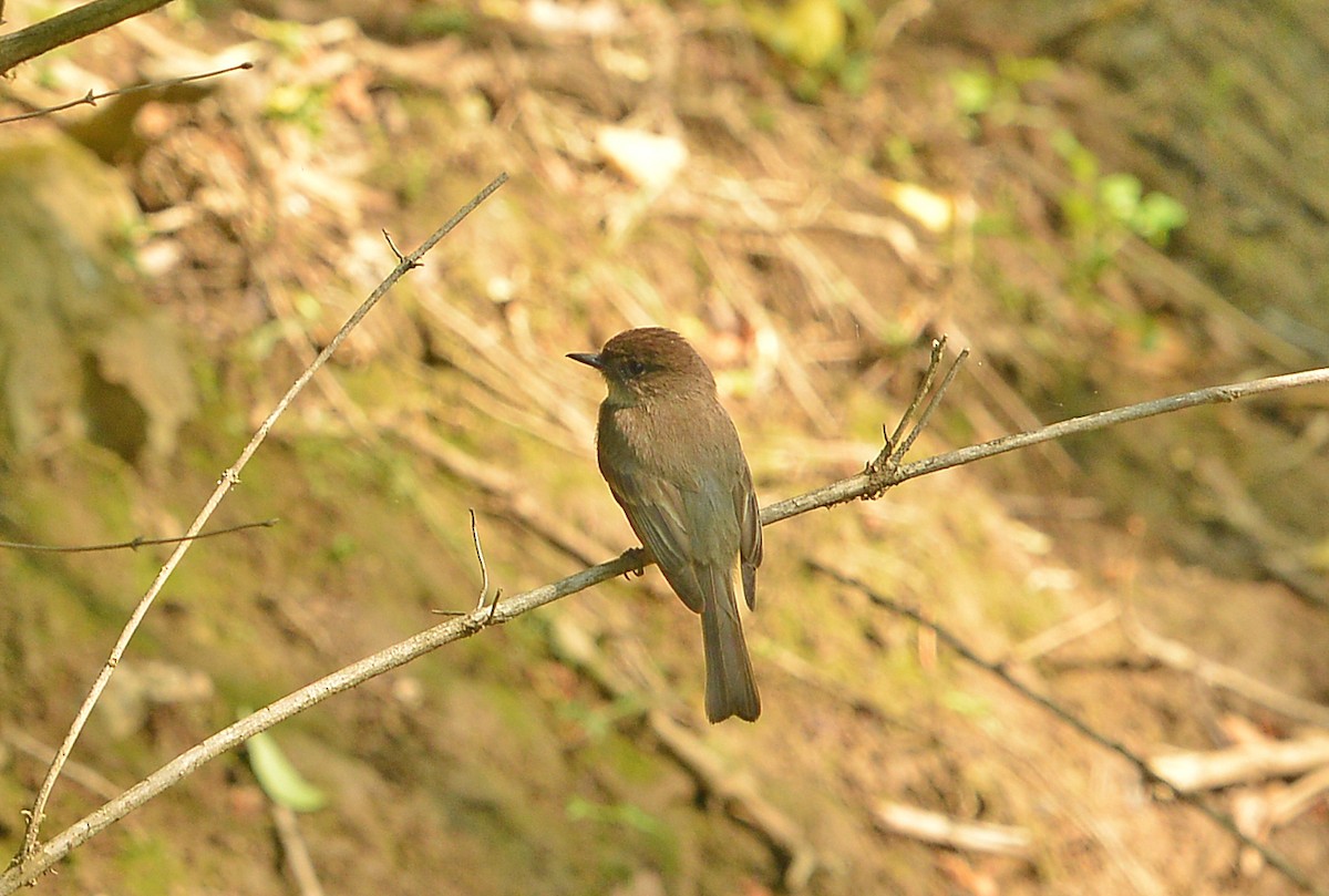 Eastern Phoebe - ML585067881