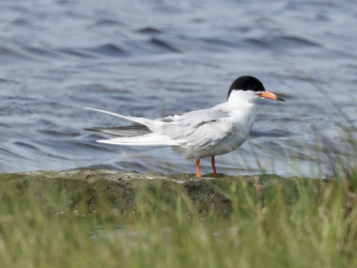 Common Tern - Glenn Wilson