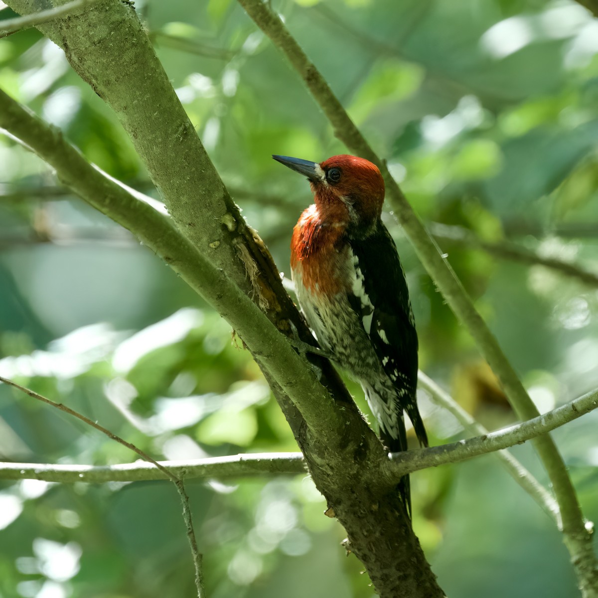 Red-breasted Sapsucker - ML585069311