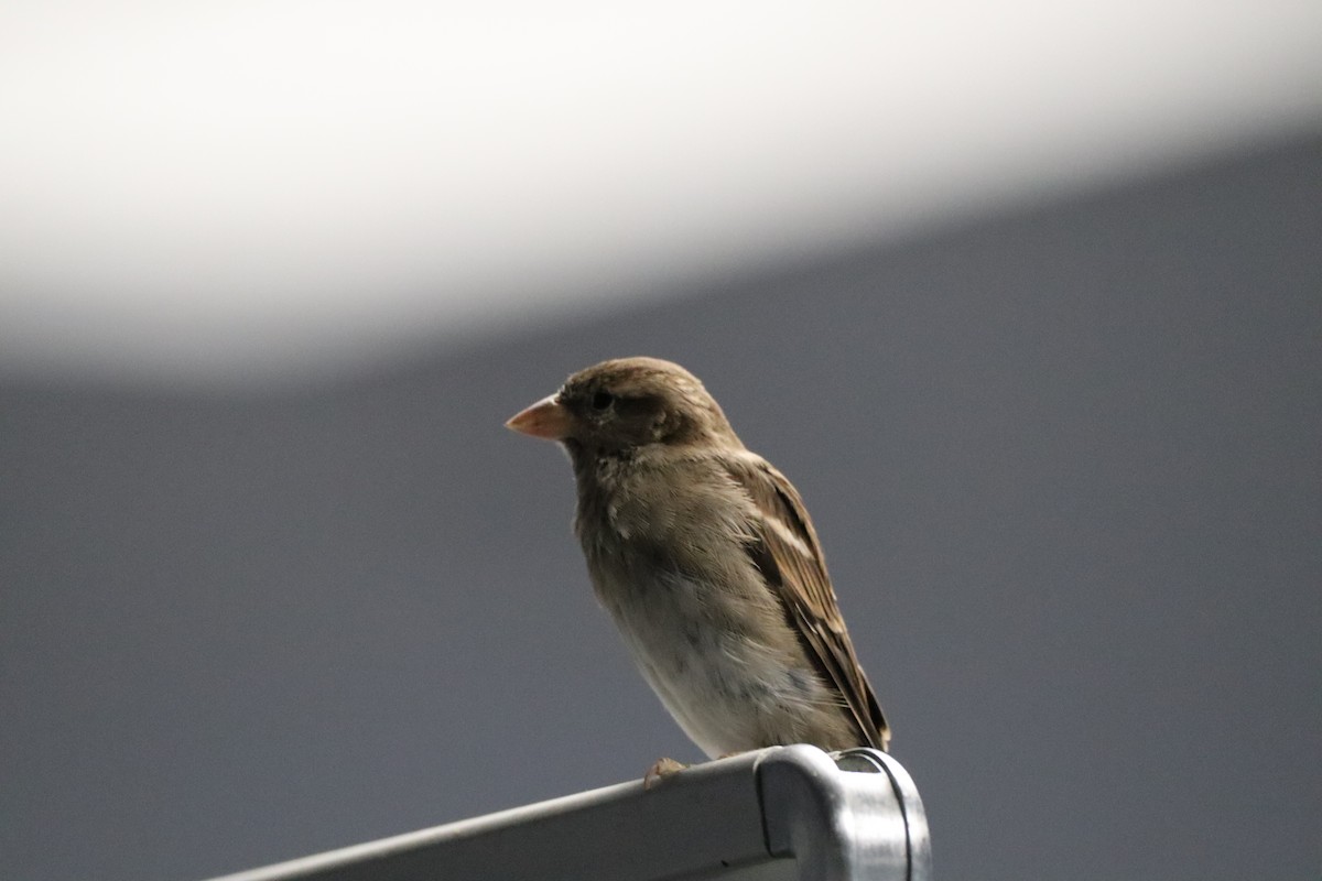 House Sparrow - ML585070151