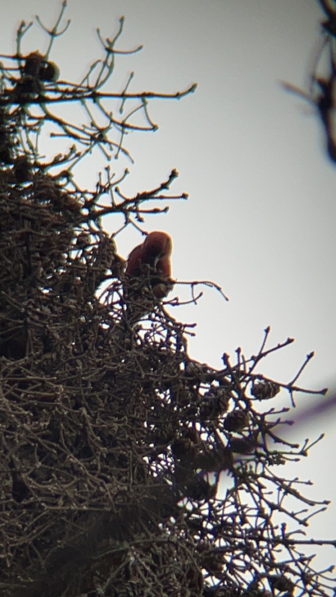 White-winged Crossbill - ML585070371