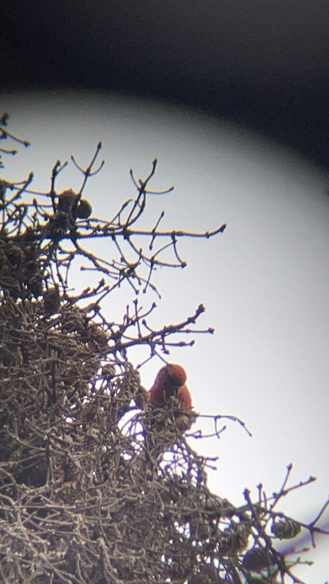 White-winged Crossbill - ML585070381