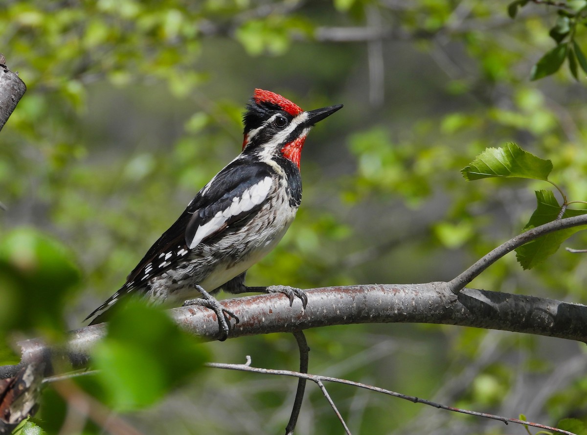 Red-naped Sapsucker - ML585071641