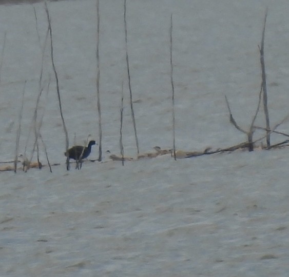 American Coot - ML585072001