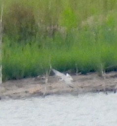 Black Tern - Christopher Daniels