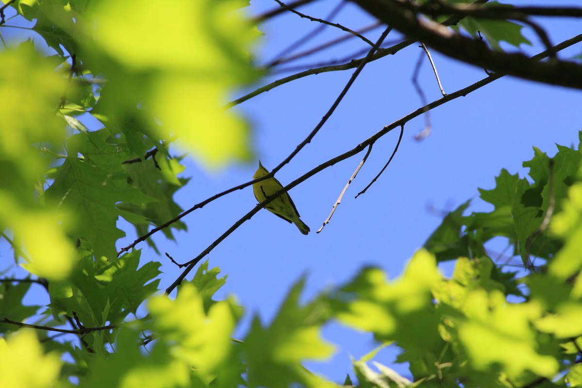 Blue-winged Warbler - Anupam Khanna