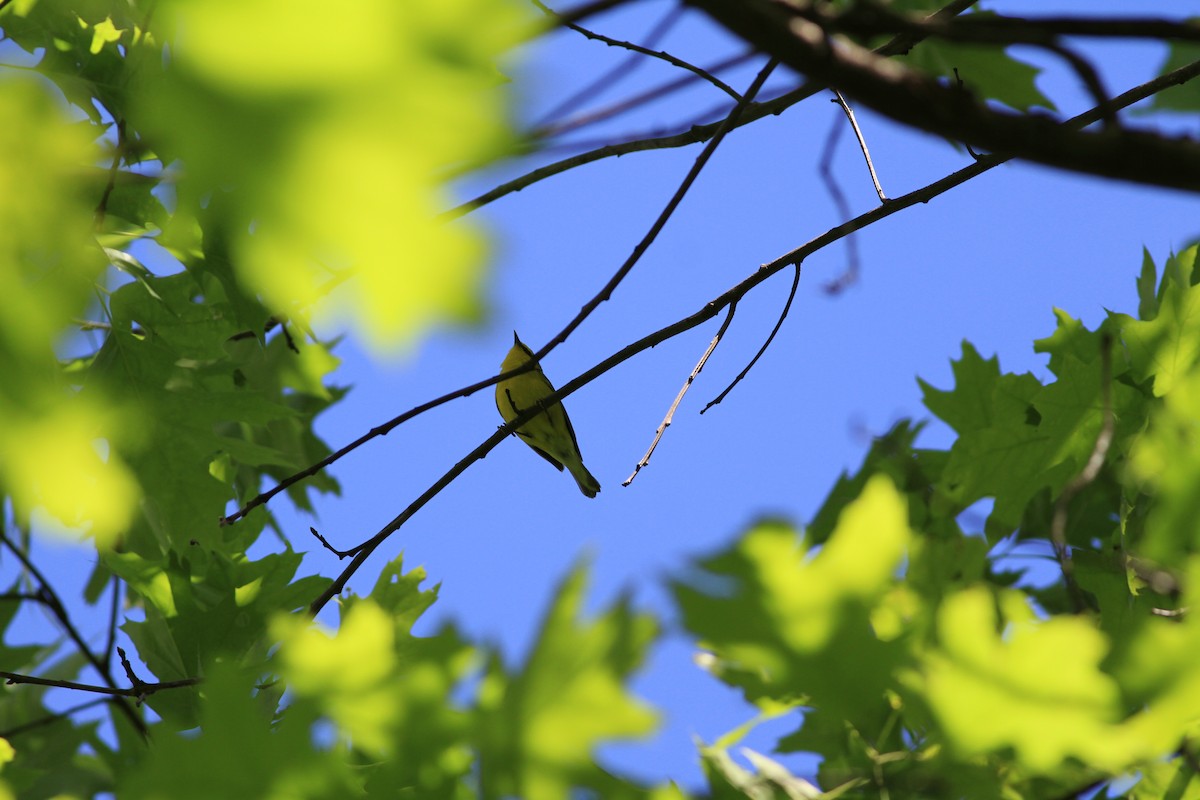 Blue-winged Warbler - Anupam Khanna