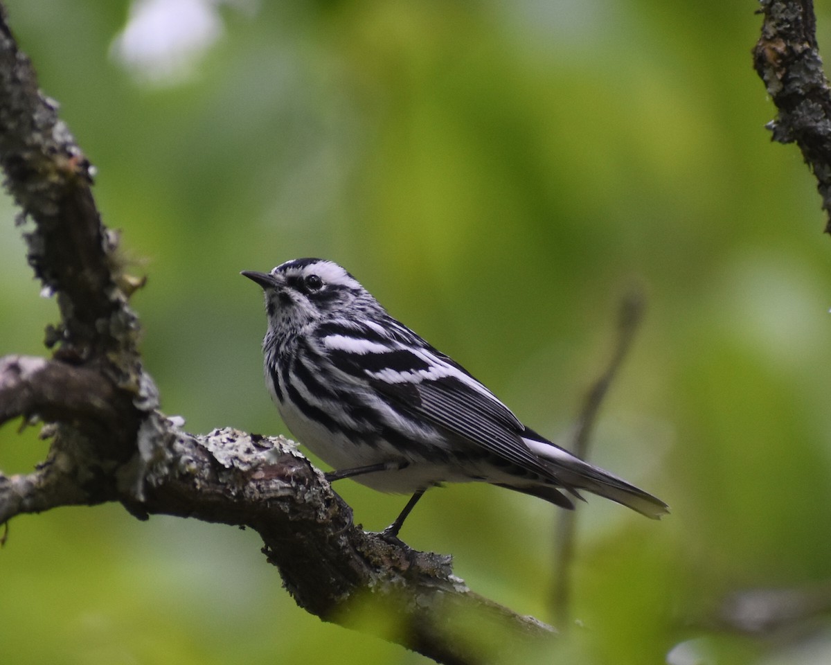 Paruline noir et blanc - ML585078011