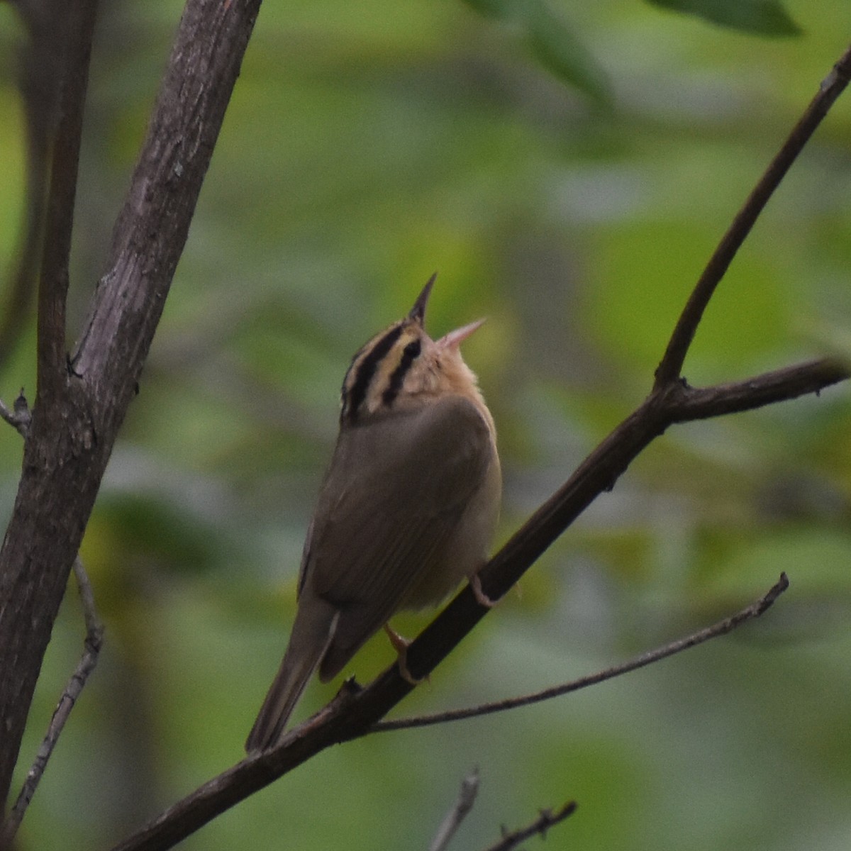 Worm-eating Warbler - Andrew Rapp