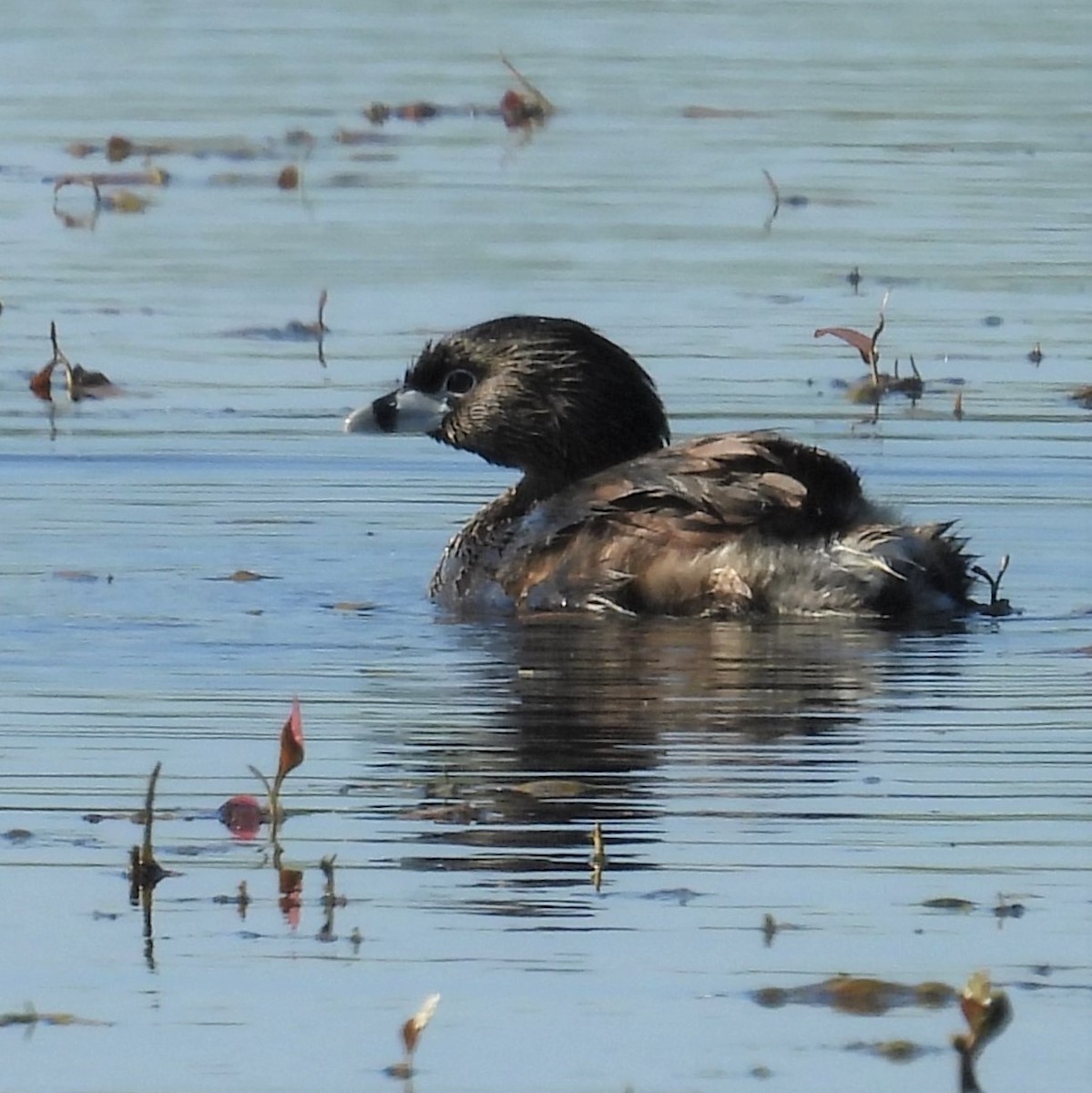 Pied-billed Grebe - Lalla Pudewell