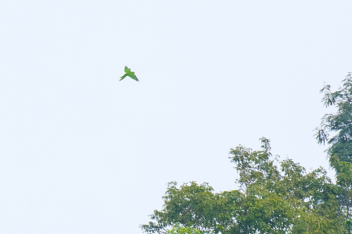 White-eyed Parakeet - ML585080391