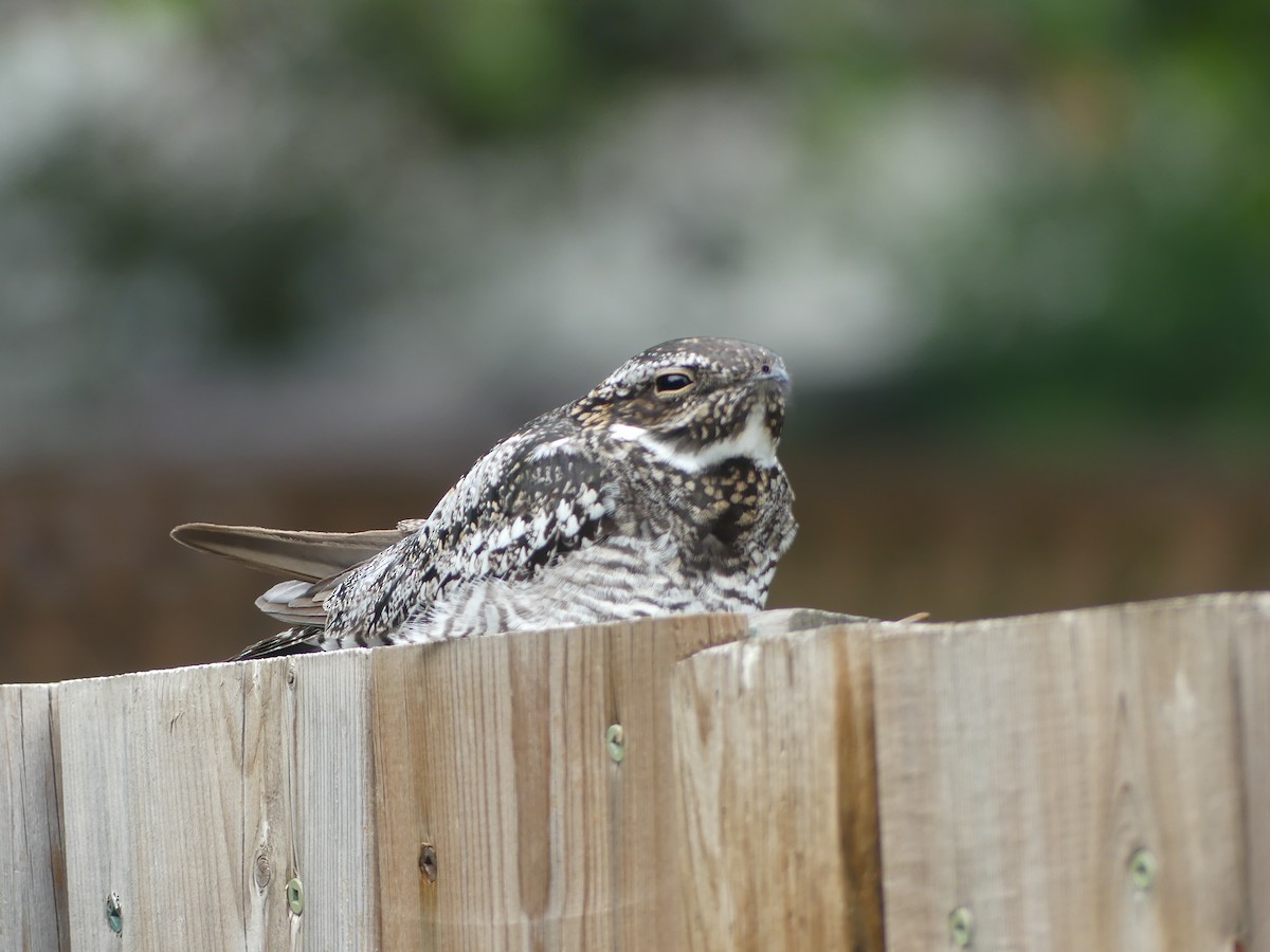 Common Nighthawk - Nolan Pack